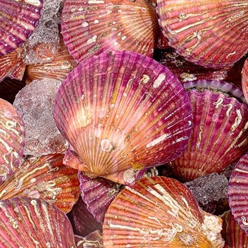 통영 제철 홍가리비 1kg 당일조업 손질 세척 선별 캠핑 조개구이
