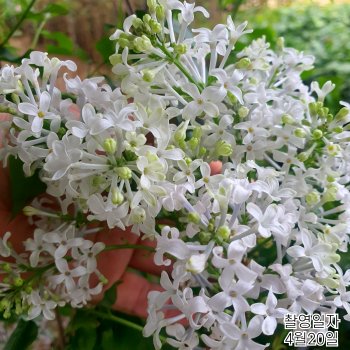 흰색 보라색 믹스 라일락나무 개화주 묘목 향기라일락 정원조경수 봄꽃나무 노지월동