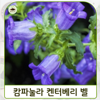 (씨앗나라) 바람의 종 캄파눌라 켄터베리 벨  블루 씨앗 15립