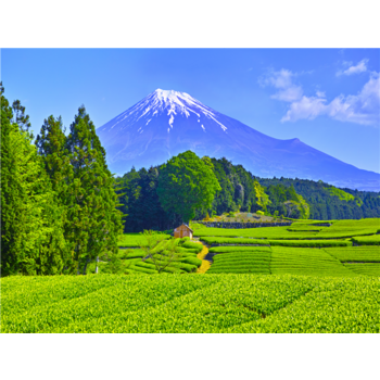 [실속픽_BEST하코네] 하코네/후지산/도쿄/시즈오카 4일(1일자유/디즈니선택가능) JHP6187CU3