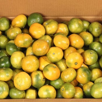제주 가정용 하우스 감귤 10kg(박스포함) 로얄과 [P]