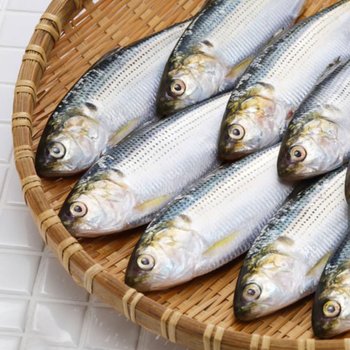 국내 자연산 전어 500g 구이용  급냉