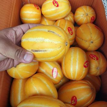 못난이 성주 참외 10kg 랜덤 성주 못난이참외 성주 꿀참외 봄참외 맛있는참외 하 (S45896448)