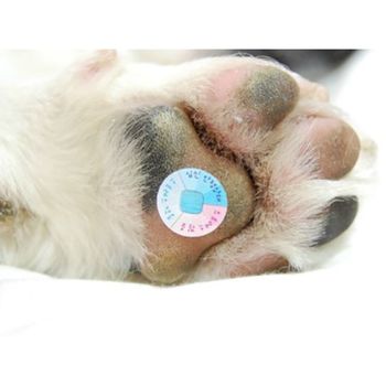 (주)에프티에이치 강아지 고양이 스트레스측정패치 (4ea)