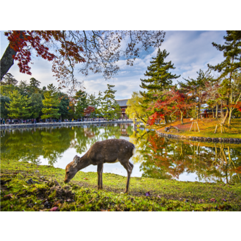 [월드체인1박] 오사카/나라/교토/아라시야마 3일(전일/노보텔나라1박/대욕장) JHP621WENA