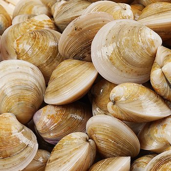 생물 모시조개 4kg