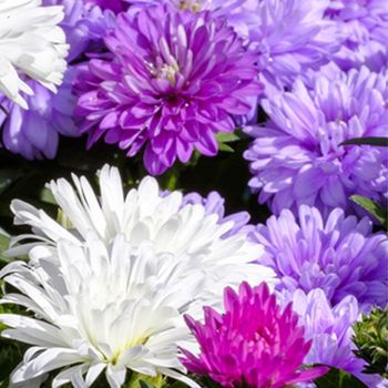 야생화 씨앗 정원용 꽃씨앗 자연재배 정원 소품 키우기 정원꾸미기 야생화씨 당국화 종묘사