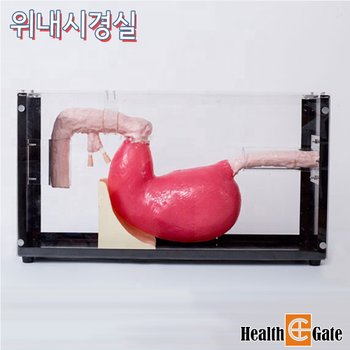 LabPilot 의료술기교육 ERCP훈련 위내시경 실습모형 GD/LV47 내시경실습모형