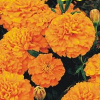 메리골드씨앗 야생화 꽃씨 오렌지메리골드꽃씨 야생화종자20립 씨앗 정원꾸미기 야생화씨 씨앗판