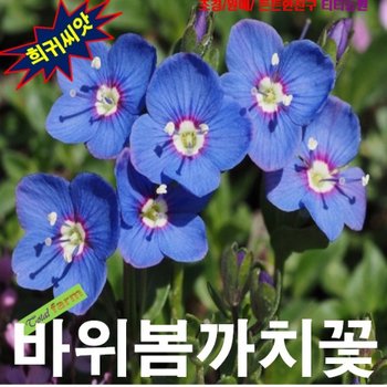 (씨앗나라) 봄의 소식을 알리는 바위봄까치꽃  씨앗25립