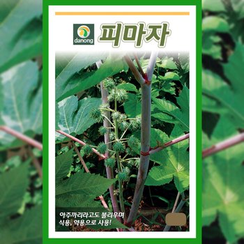 피마자 씨앗 30립 아주까리 종자 피마자씨 약초 채소