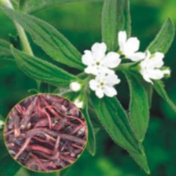 품종 자초씨앗500립 지초자주색뿌리 자초종자 지치씨앗 500립 자초씨 품종자초씨앗500립