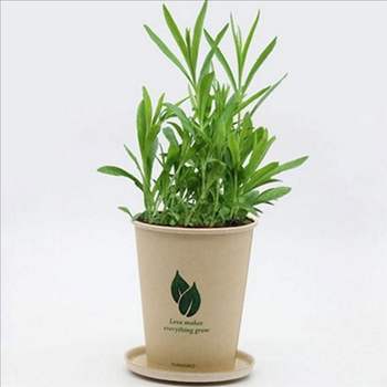 식물 패랭이 꽃 키우기 키트 씨앗 화분 재배 키트 세트