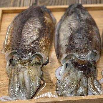 목포 군산 갑오징어 1kg 2~4미 생물 갑오징어 회 목포갑오징어 생오징어 군산오 (S30166998)