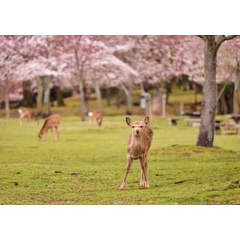 [에어부산 유니버셜 인기상품]오사카/USJ/고베/나라 3일 유니버셜스튜디오재팬 정복! 1일PASS 간사이필수코스 하버랜드 키타노이진칸 사슴의도시나라 도다이지 오사카성 도톤보리