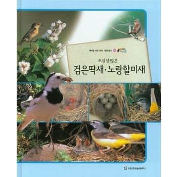 검은딱새 노랑할미새