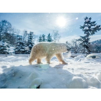 홋카이도 5일 따끈따끈온천 1일자유/삿포로연박 인기만점 아사히야마동물원 눈의마을 후라노비에이 낭만오타루 대게+음료무제한