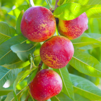 그루담다 복숭아나무 천도 묘목 3년생