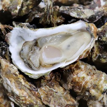 통영 거제 석화 6kg