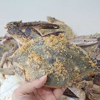 국내산 활 톱밥꽃게 3kg