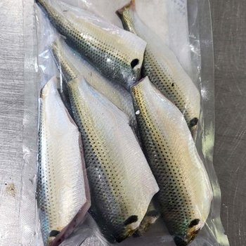 국내산 횟감용 손질 전어 필렛 500g 4-9미