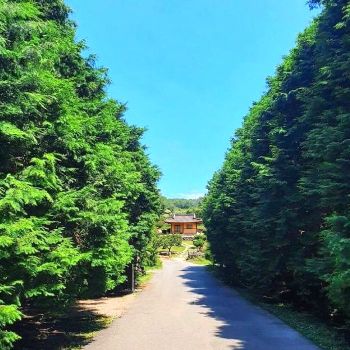 편백나무 80cm전후 포트묘  편백 실생 묘목 생울타리 경계수 정원조경나무 노지월동 상록수