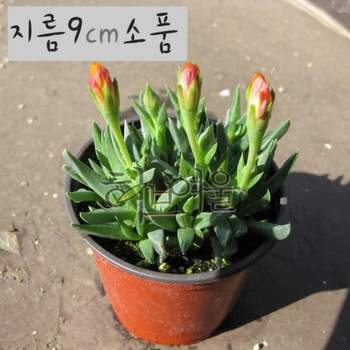 다육 요술꽃 지름 9cm 소품화분 요술꽃장염 국민다육이 다육화분 반려식물 화단