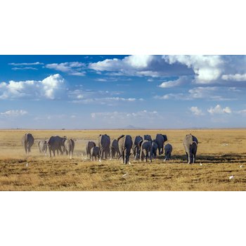 [출발확정][비즈니스석 탑승] 아프리카 6개국 13일 빅토리아폭포 헬기투어 5성호텔 7박 럭셔리 선셋크루즈 루프탑 레스토랑 및 다양한 특식 (케냐/탄자니아/잠비아/짐바브웨/보츠와나 ...