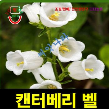 (씨앗나라) 바람의 종 캄파눌라 켄터베리 벨 흰색 씨앗 15립 야생화 꽃씨 허브씨앗