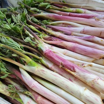 [작심밀도]강원도 백미향 눈꽃 땅두릅250g / 봄나물