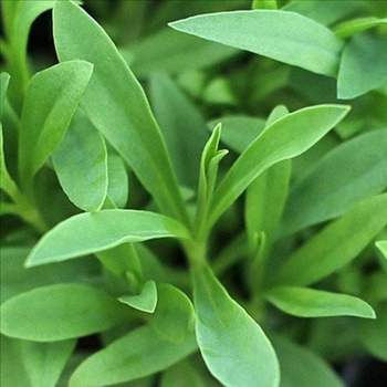 원예용 패랭이 꽃 씨앗 가드닝 씨앗 키우기 세트 화분용 실내