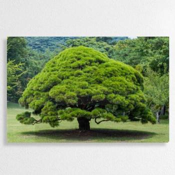 아트박스/꾸밈 af639-폼아크릴액자58CmX38Cm_좋은기운가득한소나무