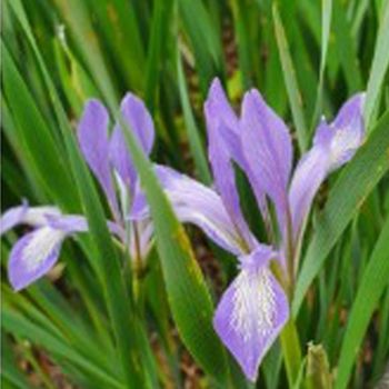 타래붓꽃씨앗 야생화 꽃씨 타래붓꽃종자 야생화꽃씨 타래붓꽃씨 정원꾸미기 야생화씨 야생화씨앗