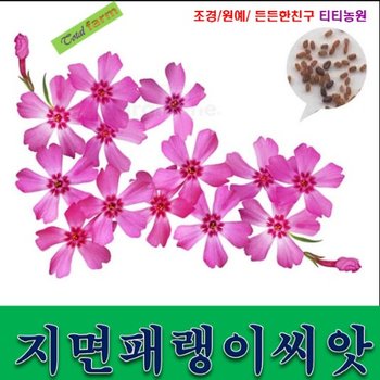 지면패랭이꽃 / 약 300립/  꽃잔디 씨앗/지면패랭이씨앗//