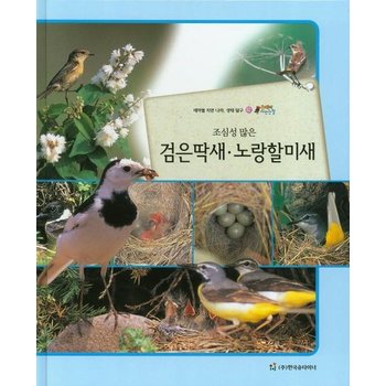 조심성 많은 검은딱새 노랑할미새 테마별 자연 나라 생태 탐구
