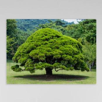 아트박스/꾸밈 af640-폼아크릴액자78CmX56Cm_좋은기운가득한소나무