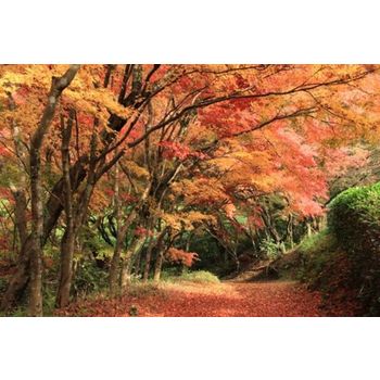 [KE/3일][일본 3대 미인온천 우레시노] 나가사키ㆍ운젠 ㆍ구마모토 ▶ 말차 다도체험+훼리탑승+전일정 온천 OR 대욕장