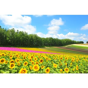 [딱3주만/MD추천] 북해도/비에이/루스츠 4일(꽃언덕/샤코탄블루/무제한대게특식)