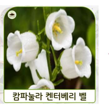 (씨앗나라) 바람의 종 캄파눌라 켄터베리 벨  흰색 씨앗 15립
