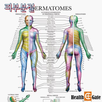 CM Prime USA 인체해부도 차트 병원액자 69X45cm 신경계 피부분절차트 DMC-16