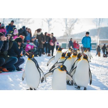 [복지몰 전용]홋카이도 5일 흰눈쌓이는계절 낭만비에이 자작나무숲 아사히야마동물원 도야유람선 오타루산책 온천호텔 대게무제한