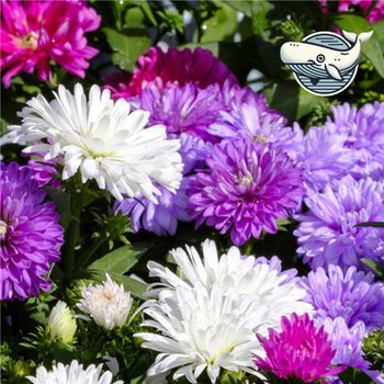 야생화 꽃씨앗 정원 장식용 생명력 넘치는 과꽃 씨앗 정원꾸미기 야생화씨 당국화 종묘사