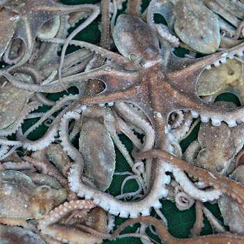 [산지직송] 해남 산낙지 200g내외 x 3마리 (대/산소포장/당일조업)