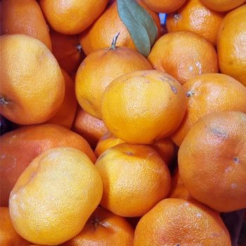 현가원 서귀포 못난이 레드향 10kg (실속형 혼합과)[34981162]