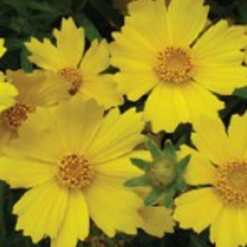 꽃씨앗 야생화 꽃씨 종자 금계국 품종 키우기 5000립 씨앗 종묘사 야생화씨 씨앗판매 금계국씨