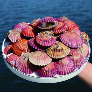 제철 통영 홍가리비 1kg(25미 내외)