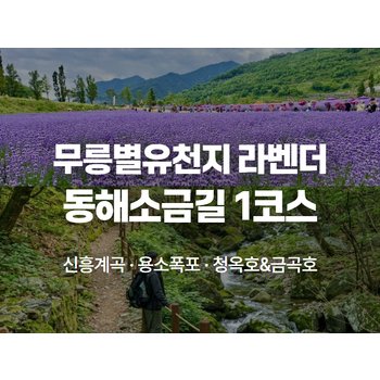 [당일/6월] `보랏빛 물결과 옛길의 숨결` - 동해 소금길 1코스 보부상 옛길, 무릉별유천지 라벤더