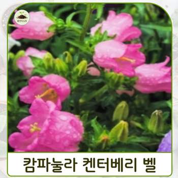 (씨앗나라) 바람의 종 캄파눌라 켄터베리 벨 핑크로즈 씨앗 15립