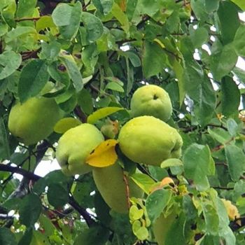 모과나무 유실수 4년생 분달이 (나무지금4cm) 1주 조경수 묘목