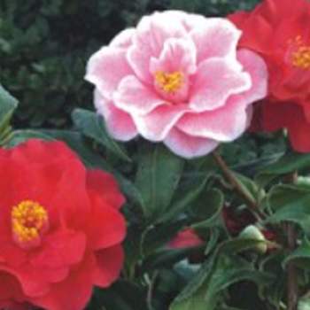 500g 동백나무종자 재래종동백씨앗 나무씨 식물씨앗 품종재래종동백씨앗 동백나무씨 종자판매